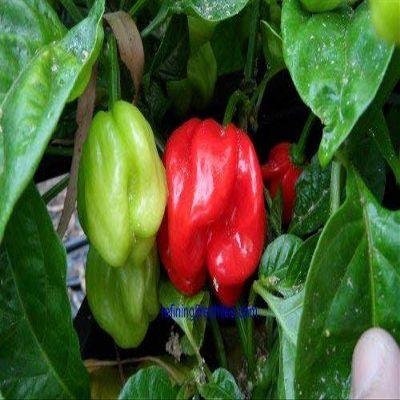 10 + semi di Safi Red Scotch Habanero
