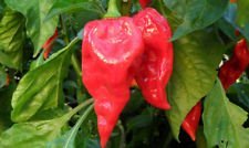 25+ Premium Fatalii, Red Pepper organici semi-D 80
