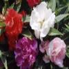 40 semi - Balsam seme di Fiore Mix/Re-Semina annuale view 1