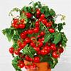 Fresh semi pomodoro Mini Cherry Vaso Dolce frutta ortaggi biologici - 10 pc/lotto view 1