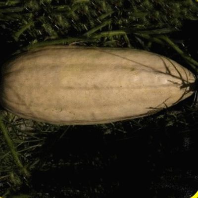 40 semi Rosa Banana Zucca invernale