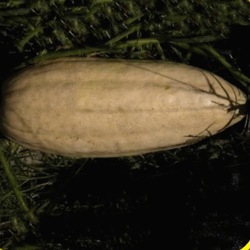 40 semi Rosa Banana Zucca invernale