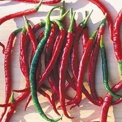 10 Semi di PEP749 Joes Lungo Cayenne (Lievemente Hot Pepper)