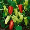 25+ Premium Heirloom Golden Greek Pepperoncini organico Pepe Semi-D 102 view 1
