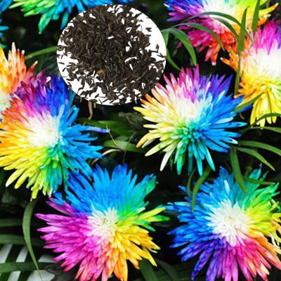 Benoon Piantare Il caratteristico Affascinante Tasso di Sopravvivenza a Tasso di Sopravvivenza Brillante di Chrissemo per Giardino