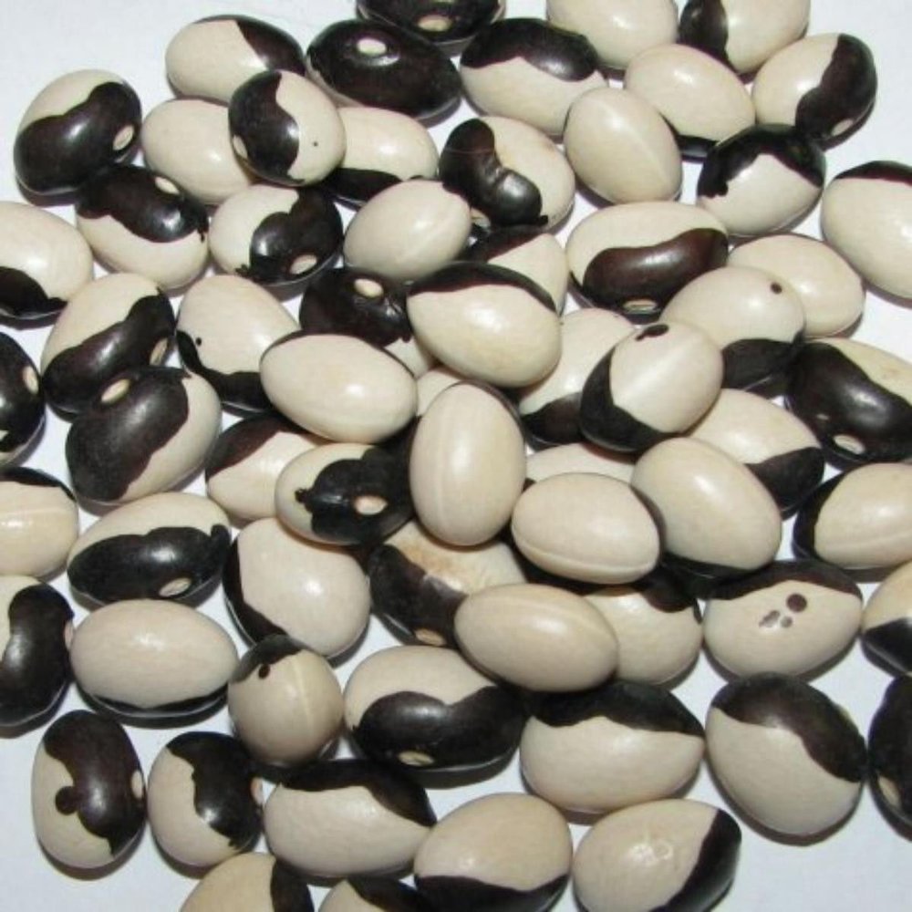 100 + Certified Organic Calypso Fagiolo Semi ~ Fagioli Orka ~ Yin Yang