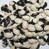 100 + Certified Organic Calypso Fagiolo Semi ~ Fagioli Orka ~ Yin Yang view 1