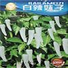 Semi Little White Hot Chilli Pepper, confezione Originale, 250 semi/Pack, Heirloom Spicy Pepper KK004 view 1