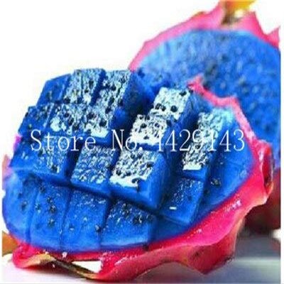 freschi semi di 50 pezzi di frutta Pitaya facile da crescere blu