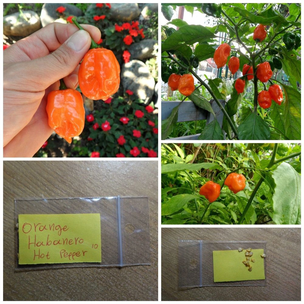 Hot Pepper '' Habanero Arancione '' ~ 10 Semi di alta qualit - Extra HOT - Original
