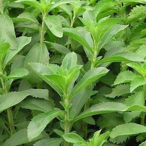 Semi di Stevia Sweetleaf erbe (Stevia rebaudiana) 100 semi