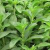 Semi di Stevia Sweetleaf erbe (Stevia rebaudiana) 100 semi view 1