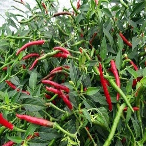 15 semi di Thai Peperoncino Caldo Rosso Heirloom Spicy Asian Cuisine Bangkok cinese