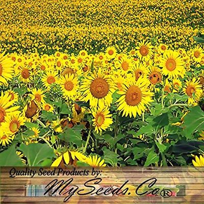 (200) PEREDOVIK semi di Girasole ~ Ideale per: Cervi, Turchia, Colomba
