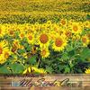 (200) PEREDOVIK semi di Girasole ~ Ideale per: Cervi, Turchia, Colomba view 1