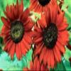 300 Velvet Regina semi di Girasole semi di Fiori view 1