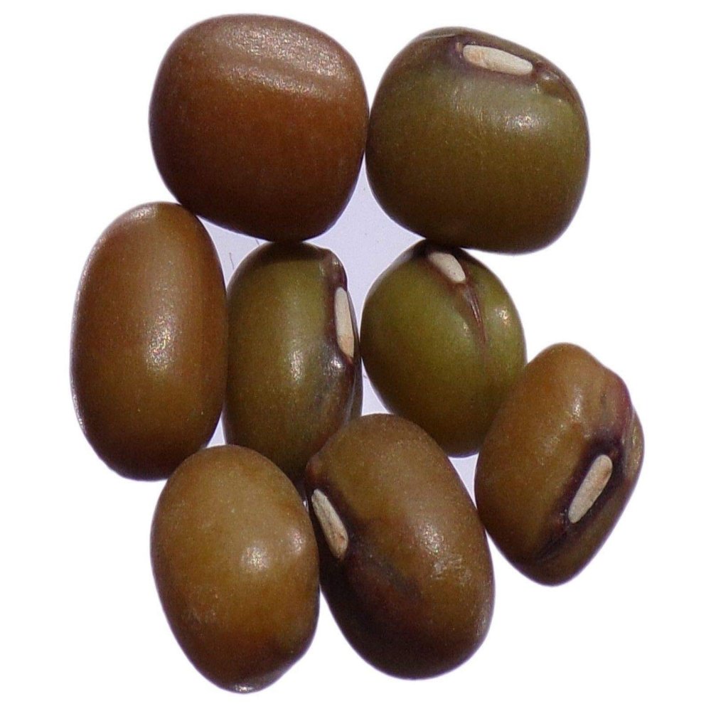 Portal Cool 30 Da: Mungo Bio SOJA Potager - Vigna Radiata - Mung Bean - Sem06