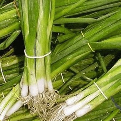 societ Shunda - 250 sementi biologiche Evergreen Bianco Il raggruppamento di Cipolla