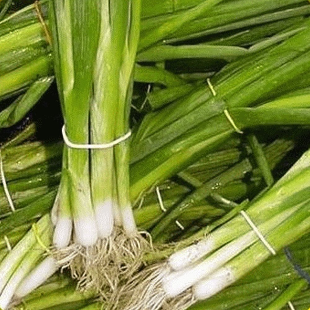 societ Shunda - 250 sementi biologiche Evergreen Bianco Il raggruppamento di Cipolla