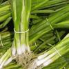 societ Shunda - 250 sementi biologiche Evergreen Bianco Il raggruppamento di Cipolla view 1