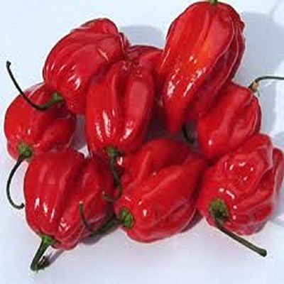 25 semi Habanero Red Hot Pepper. Caraibi Rosso. Premium USA cimeli