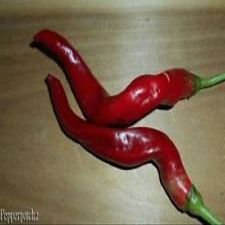 25+ Speciale Spazio Chili HJ-7 Super Pepper Nova organico Semi-D 67