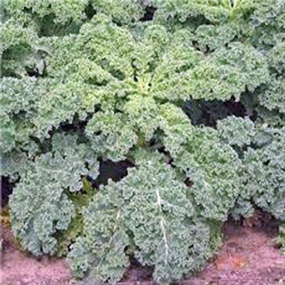 Kale, SIBERIANO Nano, Organic 100 SEMI, Non-OGM, Grande PER INSALATE, stir Fry