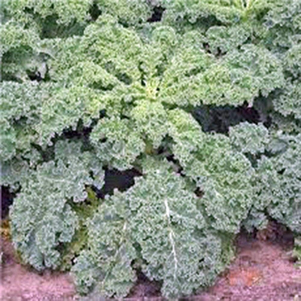 Kale, SIBERIANO Nano, Organic 100 SEMI, Non-OGM, Grande PER INSALATE, stir Fry
