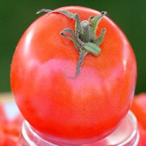 5 pacchetti di 25 semi di pomodoro Heinz Semi-1350