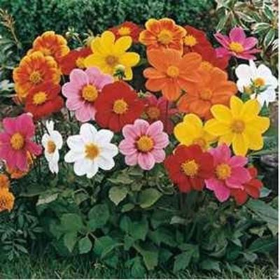 Fresh 100 semi - Semi Dalia Mignon di Fiori Mix