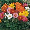 Fresh 100 semi - Semi Dalia Mignon di Fiori Mix view 1