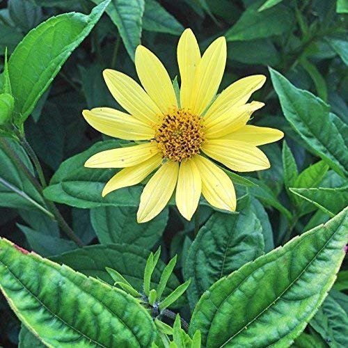 5 pacchetti di 25 semi di Limone Regina di Girasole - sementi biologiche