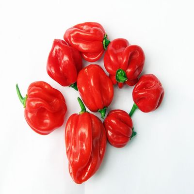 25 Caribbean Rosso Habanero semi di Pepe 2018
