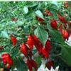 25 semi di Carta Hot Pepper Lanterna Pepper