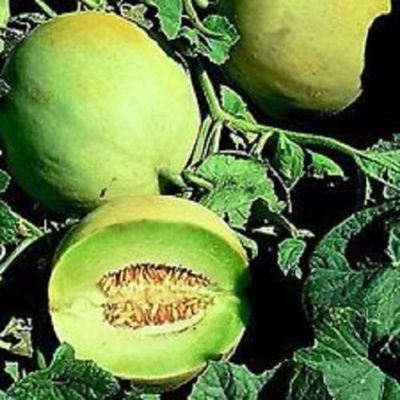 Melone Honey Dew Verdi 50 Semi da giardino