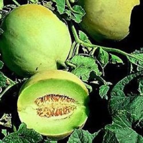 Melone Honey Dew Verdi 50 Semi da giardino