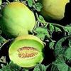 Melone Honey Dew Verdi 50 Semi da giardino view 1