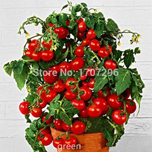 semi di pomodori, frutta Dolce Mini Cherry Piatto di Verdure fresche biologiche - 20 pc/lotto