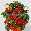 semi di pomodori, frutta Dolce Mini Cherry Piatto di Verdure fresche biologiche - 20 pc/lotto view 1