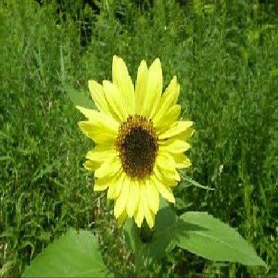 100 semi di Limone Regina di Girasole semi di Fiori