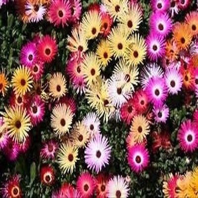 250 Semi di Livings del Fiore Della Margherita Mix