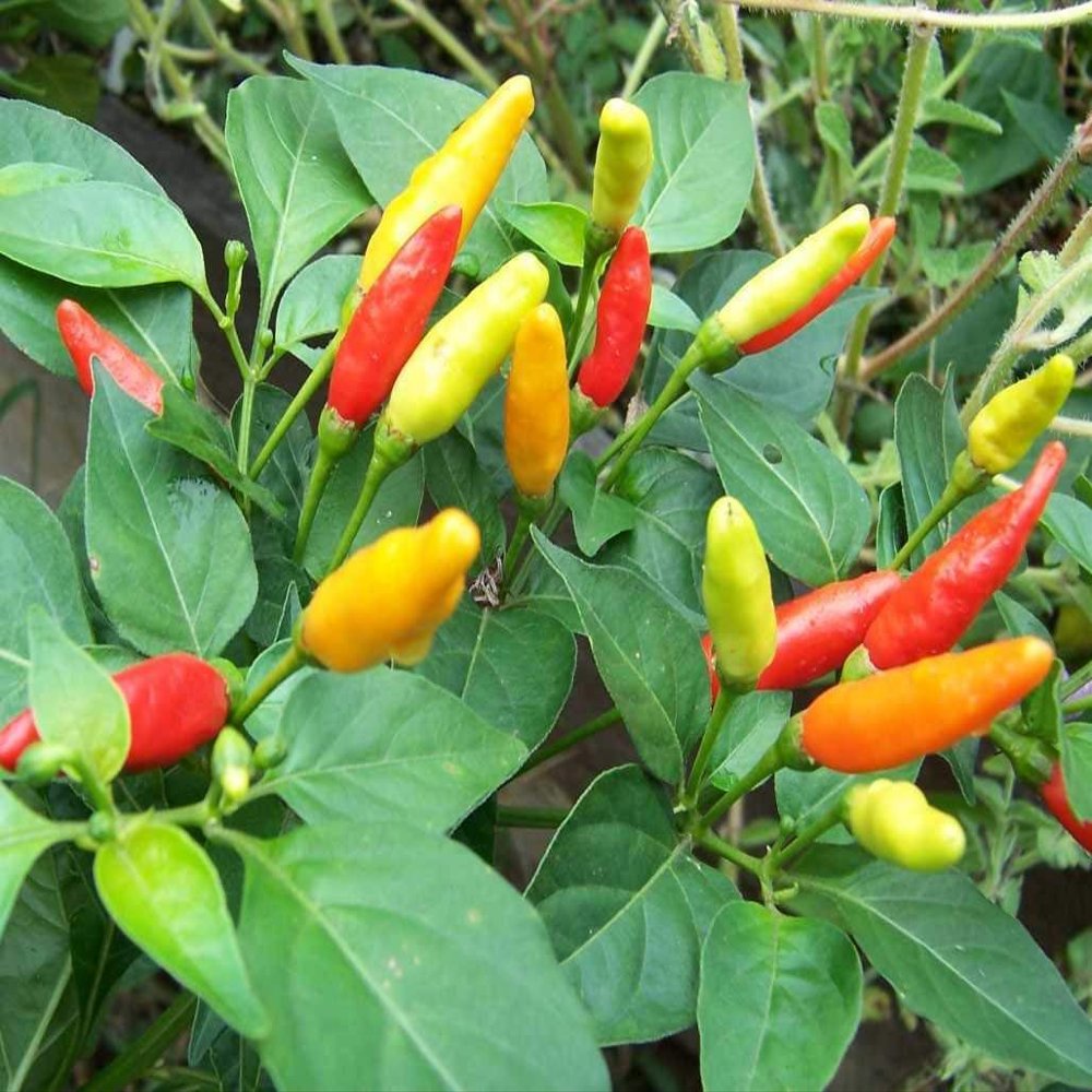 30 ++ Semi Tabasco Hot Pepper