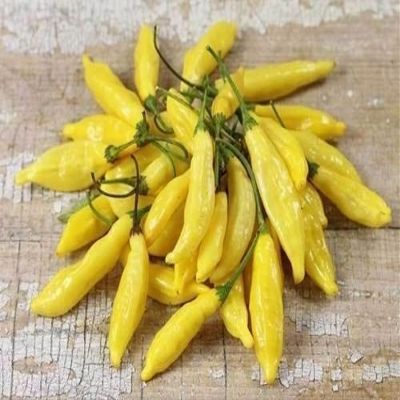 10 Semi, Aji Giallo Hot Peppers (ceppo 2) UNA variet dal Per