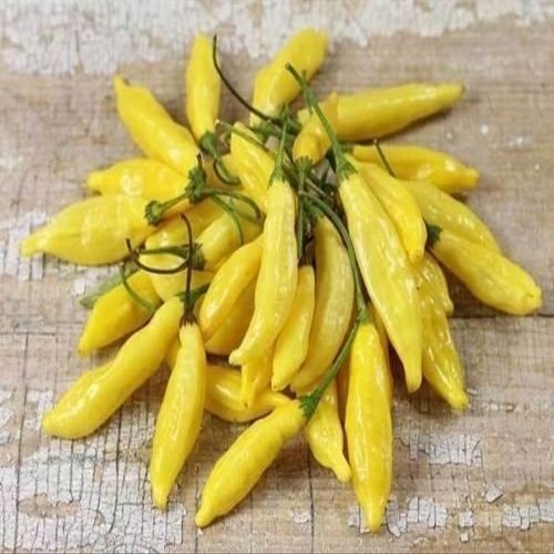 10 Semi, Aji Giallo Hot Peppers (ceppo 2) UNA variet dal Per