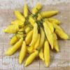 10 Semi, Aji Giallo Hot Peppers (ceppo 2) UNA variet dal Per view 1