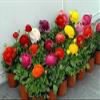Fresh 40 semi - Semi Ranunculus Mache di Fiori Mix view 1