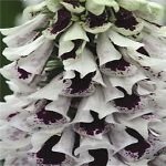 di 50+ Pam Split Mix Foxglove Digitalis/Lunga Tenuta semi di Fiore annuali