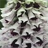 di 50+ Pam Split Mix Foxglove Digitalis/Lunga Tenuta semi di Fiore annuali view 1