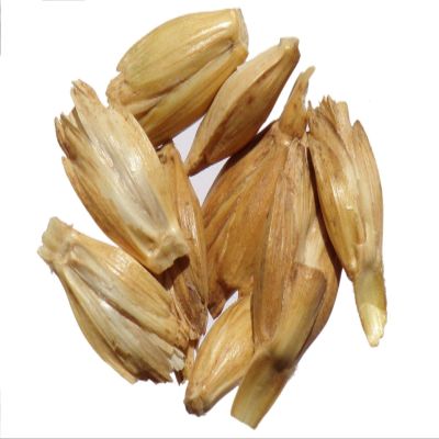 Portal Cool 40 mi: Zollensperlz Farro - Triticum Spelta - Farro - (fertilizzanti Verde - Gree - Sem02
