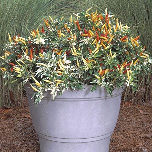 15 Semi di RARA Ornamentali Pepper Shu Variegato piccole foglie Hot Peppers